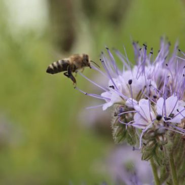 Keine aktuellen Bienenschädigungen durch Pflanzenschutzmittel