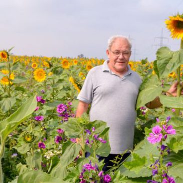 Bauer Möhring und seine zehntausend Sonnenblumen