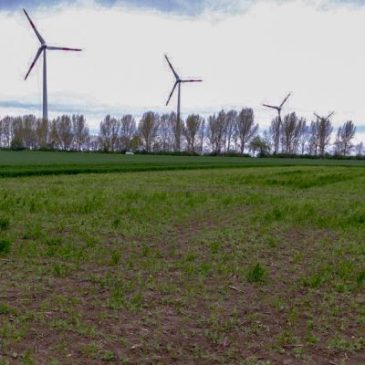 Landwirte gesucht: Projekt für mehr Insekten, Rotmilane, Feldhamster und Feldvögel