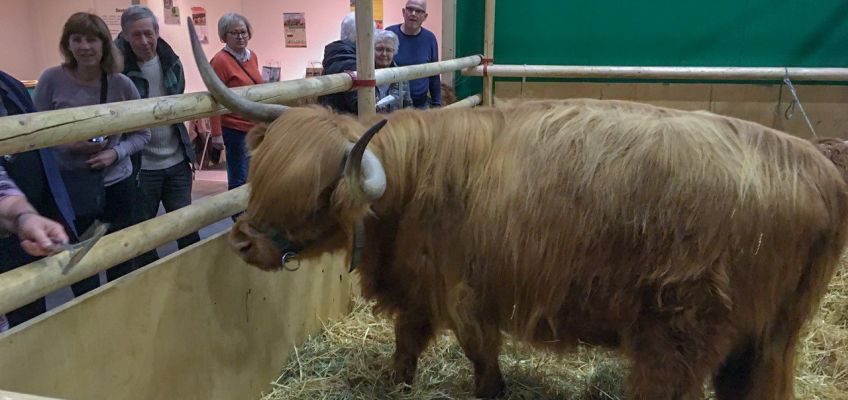 Galloway-Rinder in der Tierhalle