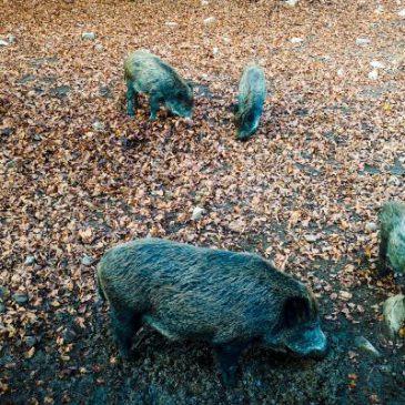 Veterinäramt informiert über Afrikanische Schweinepest