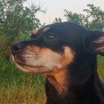 Tierschutzhunde-Verordnung: Von Erfahrungen der Landwirtschaft profitieren