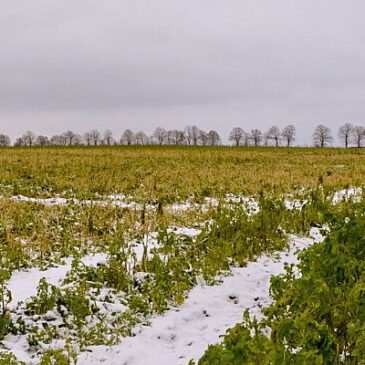 Ökologie auf dem Acker auch im Winter zu sehen